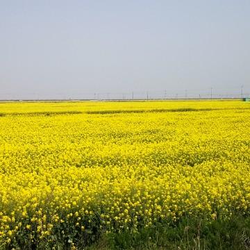 车迷plus头像