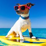 风度翩翩的飞凡头像