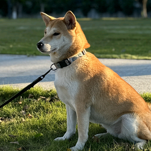 游光野务HAM头像