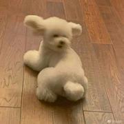 汽水泡泡548的个人资料头像