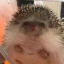 小黑的个人资料头像