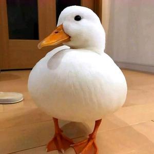 萌宠柯尔鸭头像