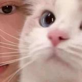 顶级百灵鸟GpU头像