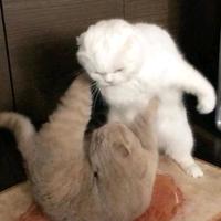 睿智春风5R头像