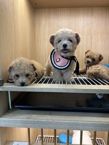 宠趣集结地头像