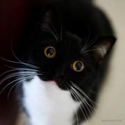 叶诚的个人资料头像