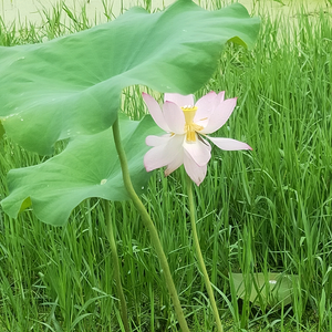 悠闲风筝8X9头像