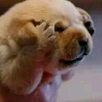 自然呆小哥头像