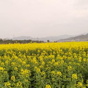 油菜花头像