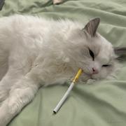 不说脏话的个人资料头像