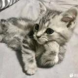 小贺哥头像