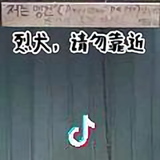 🐬头像