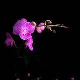 多才熊猫XrP头像