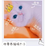 两只破猫的老铲的个人资料头像