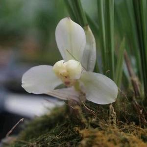 东方国香兰花园头像