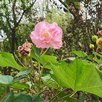 木凡5566头像