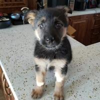 谁家好人开轩逸啊头像