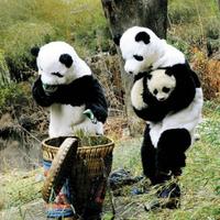 神秘熊猫VCO头像