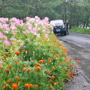 山野老树头像