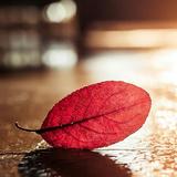 小鱼儿75039头像