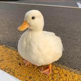 小李08日记头像