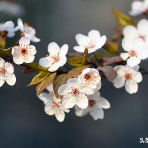 繁华似锦头像