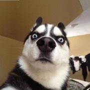 不会敲代码的阿雷的个人资料头像