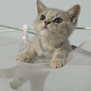 ZHIQ的个人资料头像