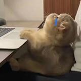 二货之窝头像