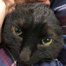 是你的小龙虾的个人资料头像