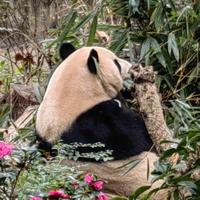 二仙桥的猪猪侠头像