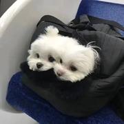 Wither的个人资料头像