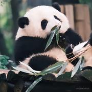 余三十三的个人资料头像