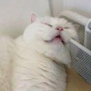 Renee的个人资料头像