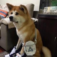 狗子也想穿aj头像