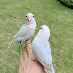 伊宝新宠头像