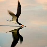 EricLch的个人资料头像