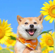 远辰602的个人资料头像