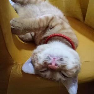 Mzhy丶头像