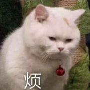 丸蛋的个人资料头像