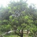 自由的香瓜ZT5头像