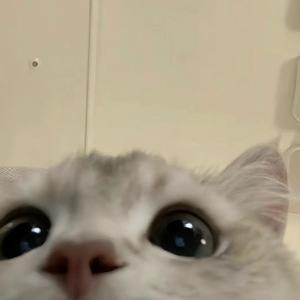 番茄2418518745429655头像