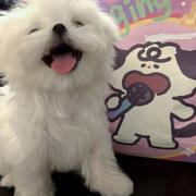 狗不理包子11的个人资料头像