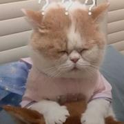 陈安安的个人资料头像