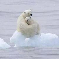 温暖的北极熊头像