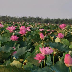 新家硕水生植物头像