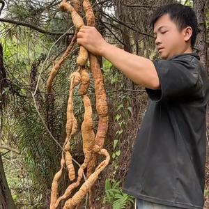 权仔野牛大力山货头像