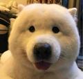扑朔迷离10764338头像