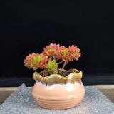阿弥陀佛7752头像