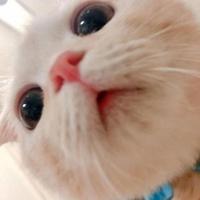 富足小鱼cv头像